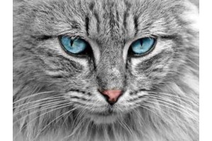 肇庆旅游景点推荐，肇庆一日游最佳景点