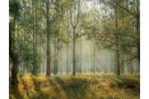 绍兴到安吉旅游景点大全攻略路线，安吉旅游景点有哪些