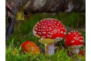 桂林旅游景点图片及介绍英语，桂林五日游攻略和景点