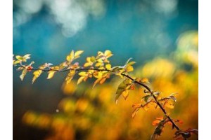 南充旅游景点推荐，南充一日游必到景点