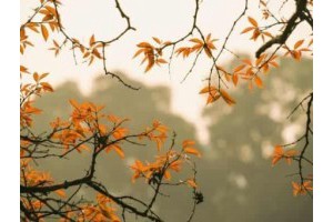 郑州马寨附近旅游景点推荐图片，郑州马寨属于哪个区