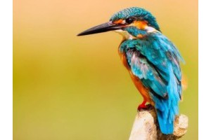 绍兴旅游景点攻略 景区大全图片，无锡旅游景点攻略