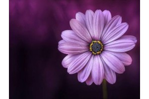 安吉旅游景点推荐，安吉十大景点排行榜