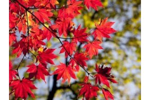 闽北旅游景点推荐，闽清旅游攻略一日游