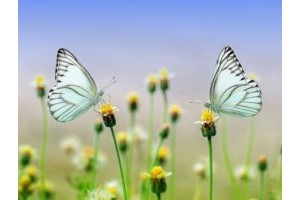 扬州乡镇旅游景点攻略一览表，扬州市区旅游景点大全