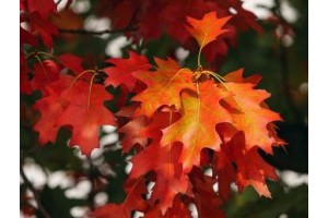 绩溪旅游景点推荐龙川风景区，安徽绩溪龙川景区介绍