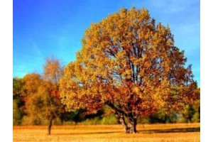 郑州周边旅游景点有哪些推荐的，郑州周边旅游景点大全排名