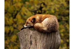 国内推荐旅游景点，江西旅游必去十大景点