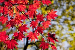 广西桂林旅游景点介绍300字，桂林的景点