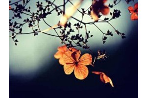 扬州一日旅游景点攻略图片大全，扬州游玩攻略一日游