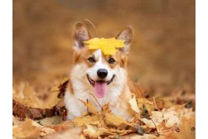 扬州三月旅游景点攻略图片大全，扬州旅游必去景点