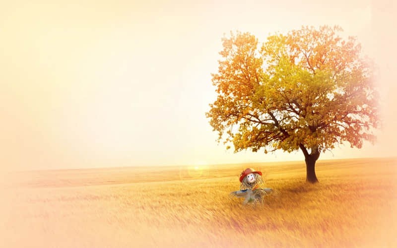 北京顺义荷叶景点门票价格多少