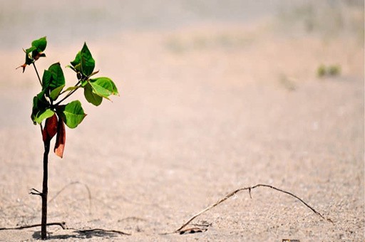 兵马俑是几几年发现的