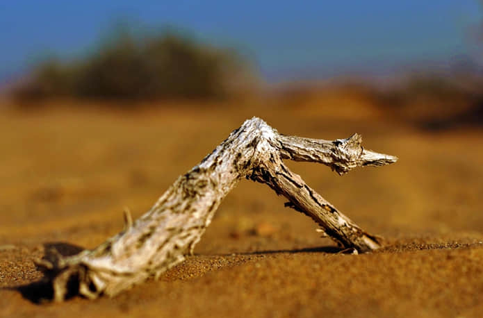 南京旅游必去的景点动物园 南京旅游必去的景点动物园