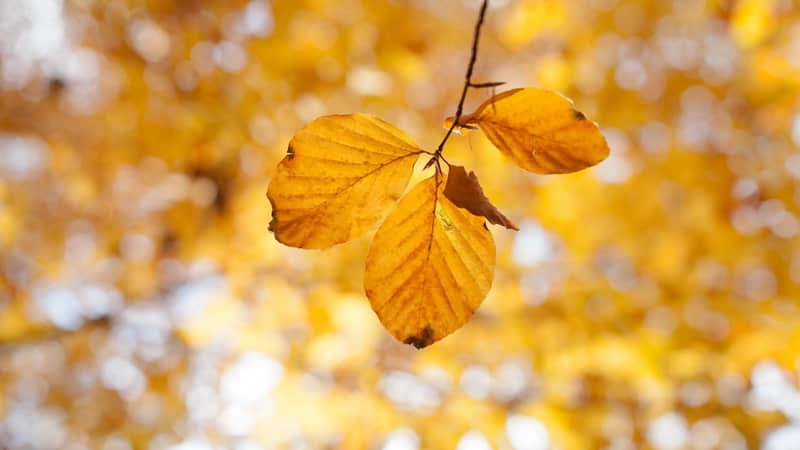 贵州旅游必去西江千户苗寨