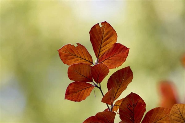 惠安地图攻略旅游度假区