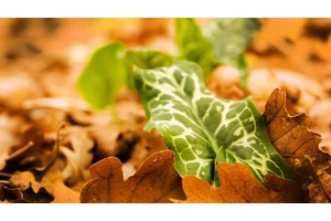 西藏还是云南（香格里拉属于西藏还是云南）