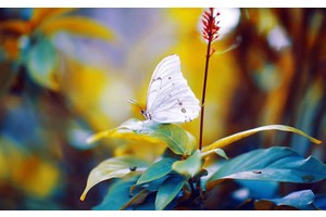 勐腊景点（勐腊景点推荐）