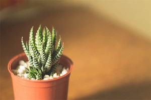 凤冈有什么地方好玩的地方（凤冈有哪些好玩的地方?）