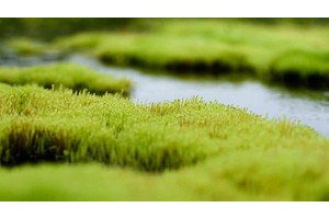 呼伦贝尔必去的旅游景点（呼伦贝尔必去的旅游景点图片）