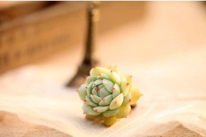 报团云南6日游（旅游团报名云南六日游价格）