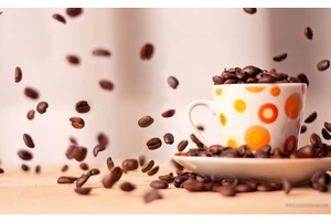 几维鸟和鸟类公园（几维鸟住在哪）