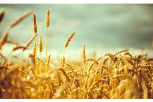 阿里山天气预报（阿里山天气预报30天）