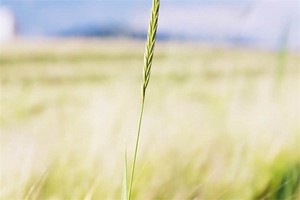 晋陕大峡谷旅游攻略（晋陕大峡谷旅游攻略一日游）